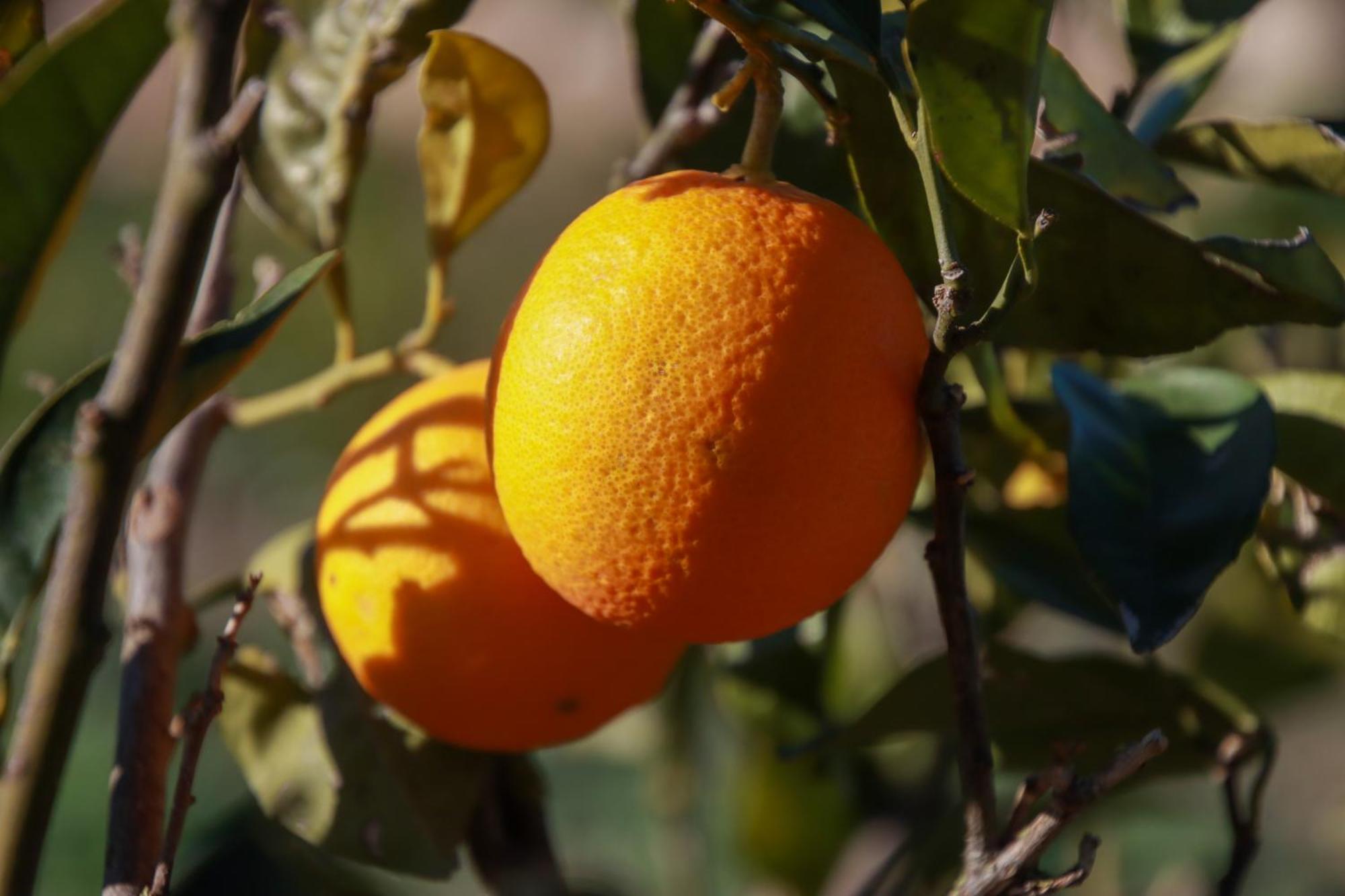 La Bella Vita Agriturismo 嘉拉蒙提·古非 外观 照片